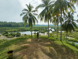 A man stands among coconut trees near a swamp