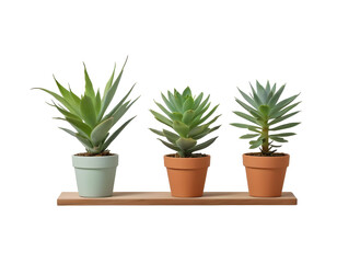 Fototapeta premium cactus in a pot