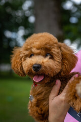 A small dog is being held by a person's hand. The dog is curled up and he is comfortable in the person's arms