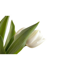 Simple white tulip with green leaves, elegant and fresh. Suitable for spring motifs, floral designs, and happy greeting cards.
