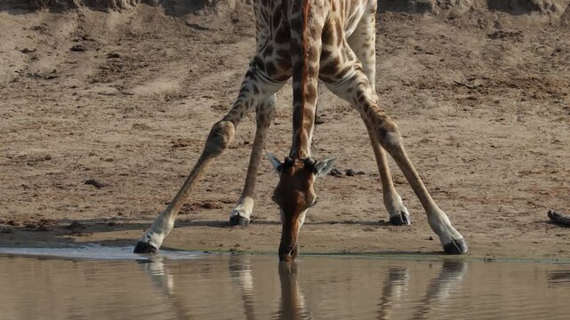 giraffe drinking water in a waterhole