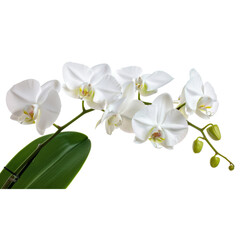 white orchid on white background