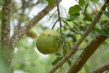 Fresh green pomelo fruit on the tree