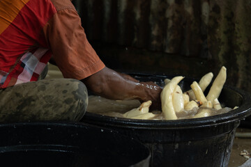The process of cleaning cassava, manioc, yuca or singkong