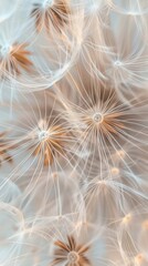 Delicate Dandelion Seed Close-Up