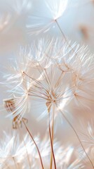 Delicate Dandelion Seeds in Soft Light