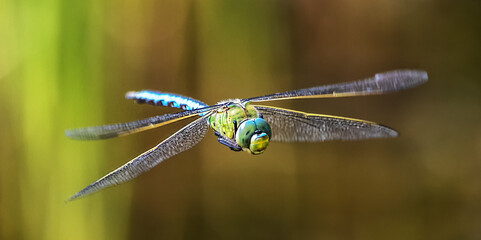 Emperor Dragonfly