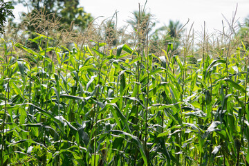 View of a sweet corn plantation in Indonesia
