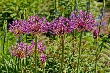 Blooming garlic. Purple allium giganteum spherical beautiful flowers.