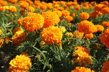 Marigold flowers or tagetes marigolds or ganda. Orange flower in garden.