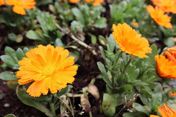 Marigold flowers or tagetes marigolds or ganda. Orange flower in garden.