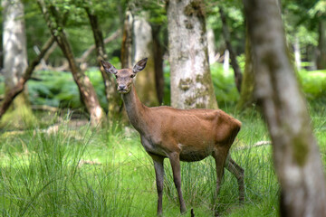 view on a deer in the forest