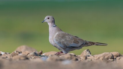 Eurasian Collared Dove (Streptopelia decaocto) is a type of pigeon that lives close to settlements.