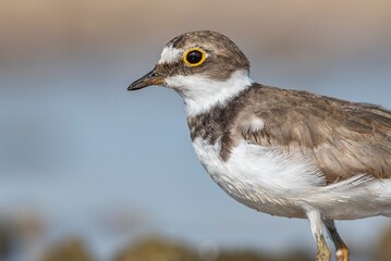Little Ringed Plover (Charadrius dubius) is a wetland bird common in Asia, Europe and Africa.