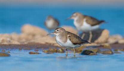 Common Sandpiper (Actitis hypoleucos) is a wetland bird that feeds on mollusks near lakes and streams. It is a common bird in Asia, Europe, Africa and Australia.