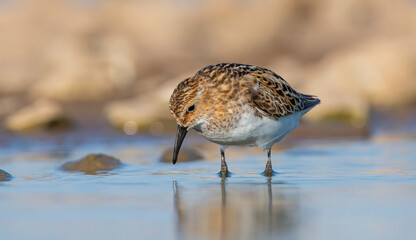 Little stint (Calidris minuta) is a wetland bird that lives in the northern parts of the European and Asian continents. It feeds in swampy areas.