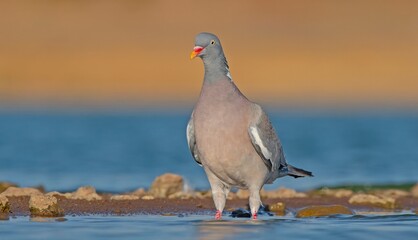 Common wood pigeon (Columba palumbus) is usually lives in large herds in cereal fields and gardens. It is a common type of pigeon.