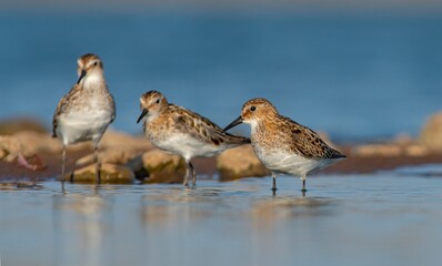 Little stint (Calidris minuta) is a wetland bird that lives in the northern parts of the European and Asian continents. It feeds in swampy areas.