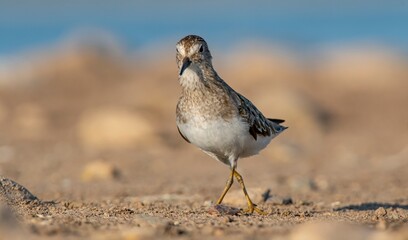 Temminck`s Stint (Calidris temminckii) is a wetland bird that lives in the northern parts of the European and Asian continents. It feeds in swampy areas.