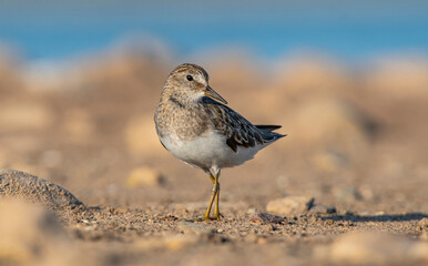 Temminck`s Stint (Calidris temminckii) is a wetland bird that lives in the northern parts of the European and Asian continents. It feeds in swampy areas.