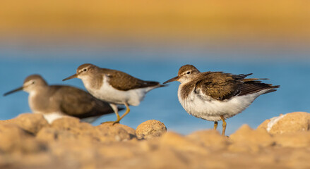 Common Sandpiper (Actitis hypoleucos) is a wetland bird that feeds on mollusks near lakes and streams. It is a common bird in Asia, Europe, Africa and Australia.