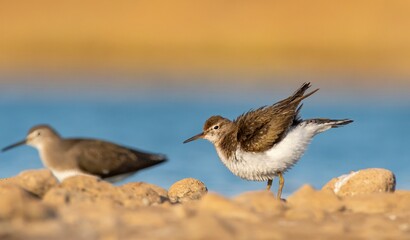Common Sandpiper (Actitis hypoleucos) is a wetland bird that feeds on mollusks near lakes and streams. It is a common bird in Asia, Europe, Africa and Australia.