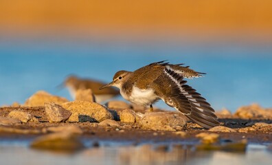 Common Sandpiper (Actitis hypoleucos) is a wetland bird that feeds on mollusks near lakes and streams. It is a common bird in Asia, Europe, Africa and Australia.