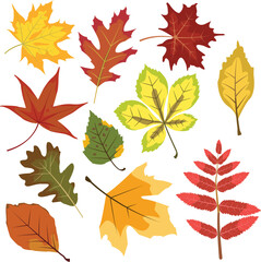 vector illusttration of autumn leaves set
