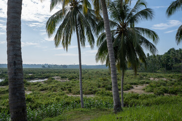 Coconut plantations in Indonesia