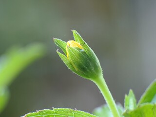 the wedelia flowers haven't bloomed yet