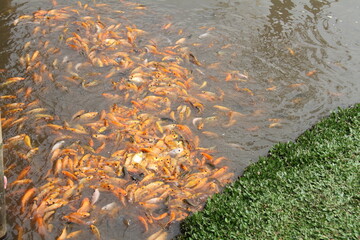 Goldfish in the pond and on the side there is grass