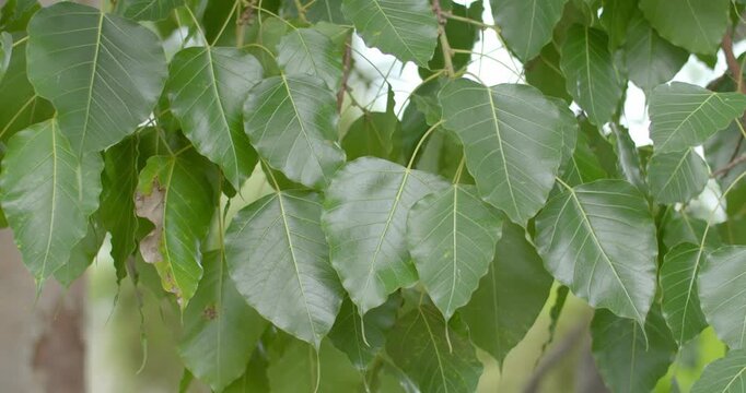Green bodhi leaves in tample.Bodhi leaves thai.Green bodhi leaf background.