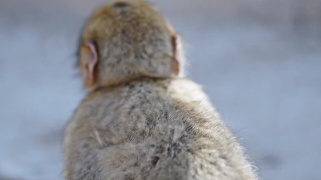 A close-up of a young monkey in Azrou Forest, Morocco