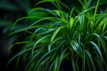 A close-up of a Spider Plant (Chlorophytum comosum) with its cascading babies