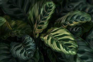 Obraz premium A detailed shot of a Calathea plant with its intricate leaf patterns