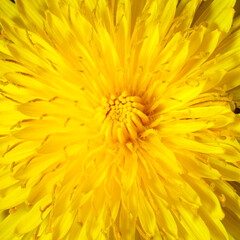 Yellow dandelion close-up. Natural background.