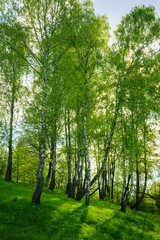 Grove of birches with young green leaves at sunset or sunrise in spring or summer.
