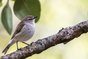 A Mangrove Gerygone perched on a branch