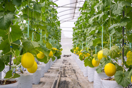 The organic melon fruit  in the greenhouse farm