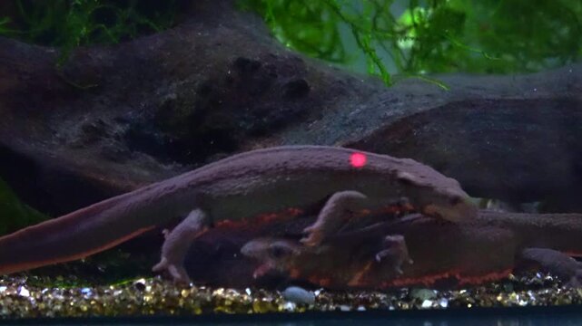 Two Japanese fire bellied newts fighting underwater. Cynops pyrrhogaster. Close up. 4K