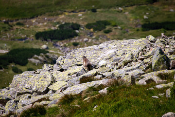 Świstak w dzikiej naturze tatry © Adrian