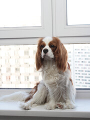 Dog - cavalier king charles spaniel