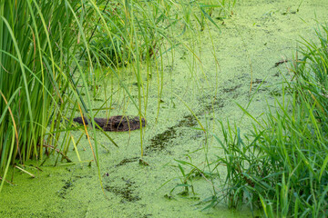 Beaver in the water in the swamp. Beaver close-up.