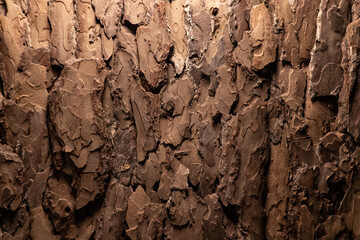 Close-up of a flat surface covered with pine bark. Light falls from above. Background. Texture.