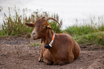 Goat resting on a dirt path with grass in the background, wearing a collar