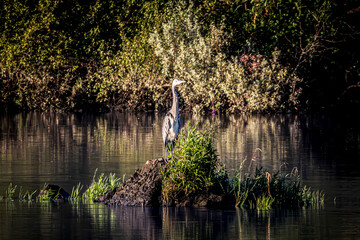 great heron