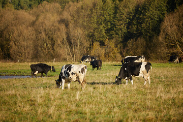 Fototapeta premium Cows on the pasture against the background of picturesque nature.