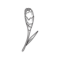 Beautiful carnation flower bud in black isolated on white background. Hand drawn vector sketch illustration in doodle engraved vintage line art style. Birth month flower, realistic botanical drawing