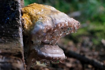 An arboreal fungus Fomitopsis pinicola (red-belted conk)  with drops of water - the phenomenon of guttation