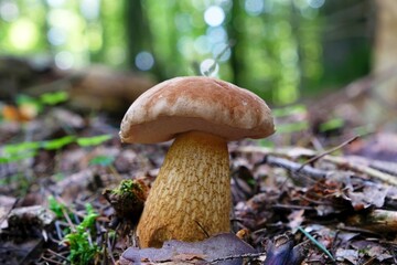 Single mushroom Tylopilus felleus, commonly known as the bitter bolete or the bitter tylopilus in forest
